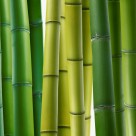 树木植物三联画图片