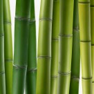 树木植物三联画图片