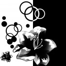 白色花朵三联画图片