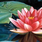 中国风荷花金鱼三联挂画图片