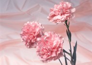 温馨粉色花朵图片