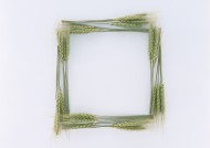 树叶、树枝绿色植物边框图片