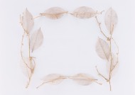 树叶、树枝绿色植物边框图片