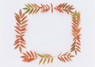 树叶、树枝绿色植物边框图片