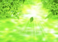 绿叶和晶莹水滴图片