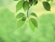 绿叶和晶莹水滴图片