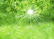 绿叶和晶莹水滴图片