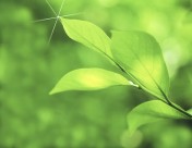 绿叶和晶莹水滴图片