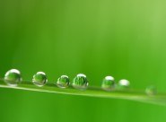 晶莹水珠图片大全
