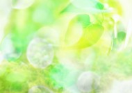 空气和水的绿意图片