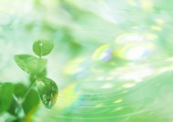 空气和水的绿意图片