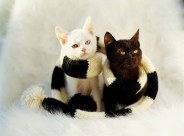 创意静物图片大全