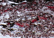 水花水气泡图片