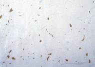 素色纸纹背景素材图片