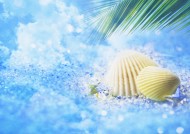 鲜花季节之夏图片