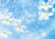 鲜花季节之夏图片