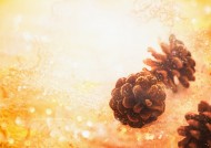 鲜花季节之秋图片