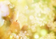 鲜花季节之秋图片