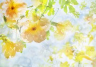 鲜花季节之秋图片