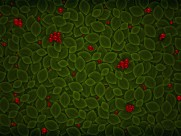 Vladstudio设计图片