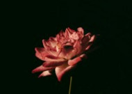 暗调花朵摄影图片