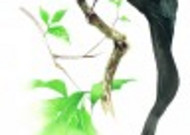 树枝上的小鸟彩绘图片
