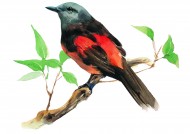 树枝上的小鸟彩绘图片