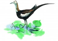 各种彩绘鸟类图片