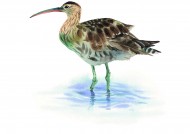 各种彩绘鸟类图片