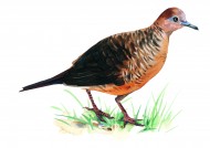 各种彩绘鸟类图片