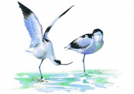 孔雀仙鹤彩绘图片