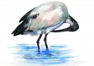 孔雀仙鹤彩绘图片