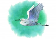 孔雀仙鹤彩绘图片