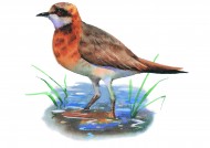 彩绘各种鸟类图片大全