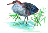 彩绘各种鸟类图片大全