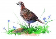 彩绘各种鸟类图片大全