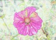 彩色素描花卉图片