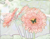 彩色素描花卉图片