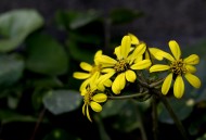 唯美自然植物景深图片