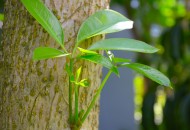 唯美自然植物景深图片