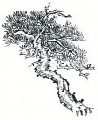 水墨松树图片