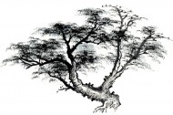 古树水墨画图片