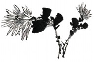 国画菊花图片