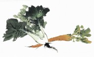 国画蔬菜图片