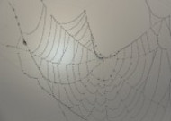 带水珠的蜘蛛网图片