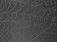 带水珠的蜘蛛网图片