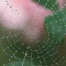 带水珠的蜘蛛网图片