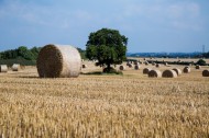圆形的干草垛图片
