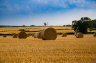 圆形的干草垛图片