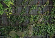 木头墙壁图片大全